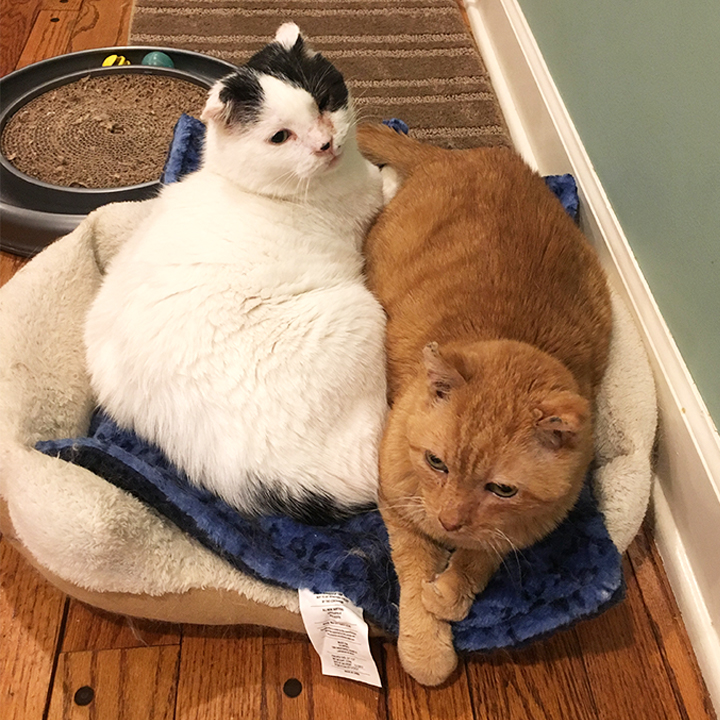 Francis and Bosco
