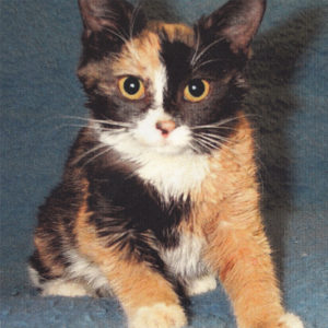 Tiger Lily